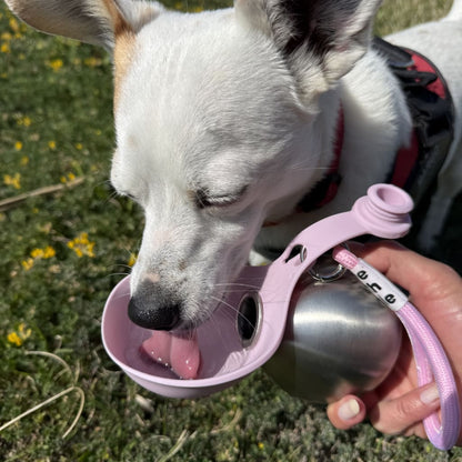 🐾 Portable Dog Water Bottle with Bowl Leakproof , Outdoor Travel Water Bottle for Pets